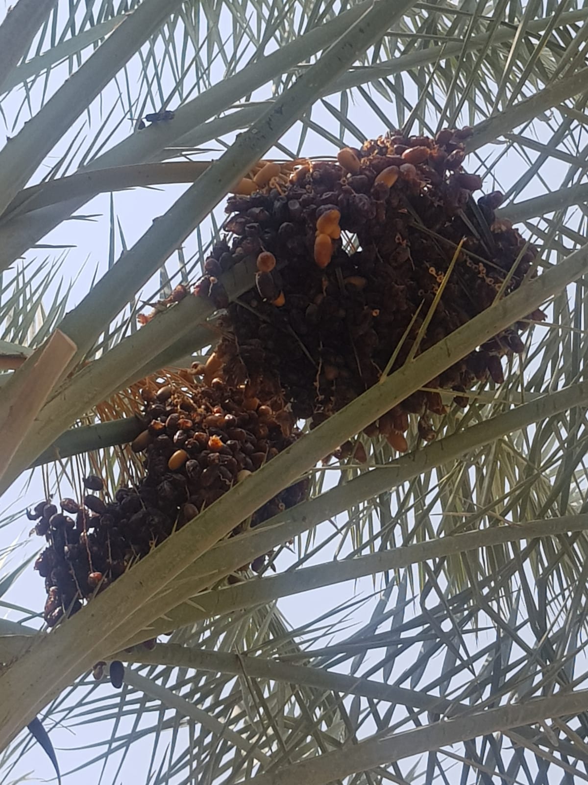 season-fruits-dates-picking-experience-organicsumi